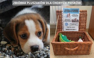 W tle pies leżący na kamieniach, na pierwszym planie zdjęcie koszyka do którego zbieramy pluszaki.