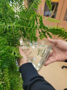 Doniczka z kwiatkiem, widać też ręce ze szklanym wazonem, z którego podlewany jest kwiat. 