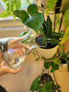 Doniczka z kwiatkiem, widać też ręce ze szklanym wazonem, z którego podlewany jest kwiat. 